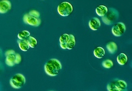 Chlorella mikroalga